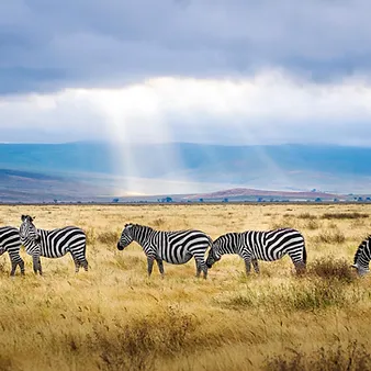 Tanzania Wildlife + Beaches